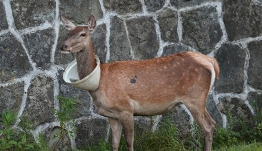 Nietypowa łania spaceruje po Zakopanem. Na szyi ma pokrywę od śmietnika