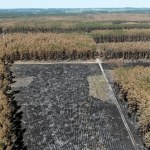 Nietypowa propozycja w sprawie spalonej puszczy. Wzorem mają być Szwedzi