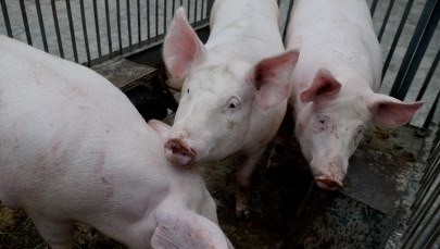 Nietypowa sprawa przed sądem. Ruszył proces o kradzież... stada świń