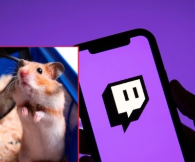 Nietypowa transmisja na Twitchu prezentuje wyścigi... chomików