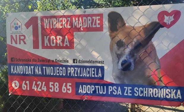 Nietypowe banery wyborcze w Gnieźnie. Zachęcają do zabierania psów ze schroniska