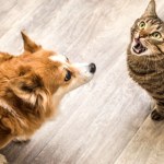 Nietypowe cechy osobowości u miłośników kotów. Odróżnia ich to od psiarzy