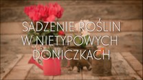 Nietypowe doniczki dla domowych kwiatów