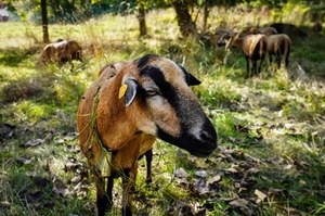 Nietypowe "kosiarki" w Katowicach. Do pielęgnacji trawy zatrudniono owce