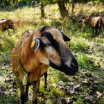 Nietypowe "kosiarki" w Katowicach. Do pielęgnacji trawy zatrudniono owce