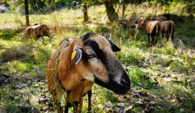 Nietypowe "kosiarki" w Katowicach. Do pielęgnacji trawy zatrudniono owce