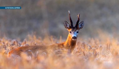 Nietypowe poroże. Co rośnie na głowach samców sarny? 