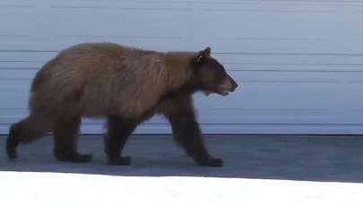 Nietypowe spotkanie na osiedlu: Człowiek wystraszył się niedźwiedzia, a niedźwiedź... człowieka