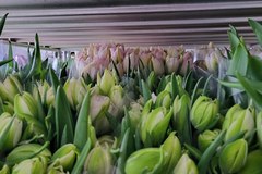 Nietypowe tulipany na Wielkanoc
