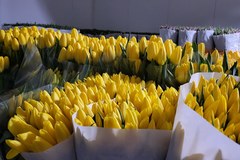 Nietypowe tulipany na Wielkanoc