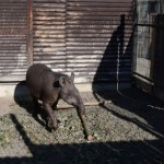 Nietypowe zwierzę trafiło do Polski. Ma trąbę i wygląda jak szyszka