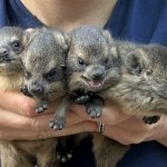 Nietypowi krewni słoni. Właśnie przyszli na świat