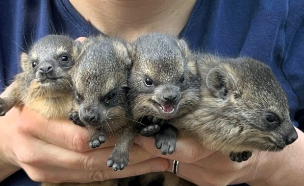 Nietypowi krewni słoni. Właśnie przyszli na świat