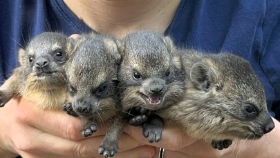 Nietypowi krewni słoni. Właśnie przyszli na świat