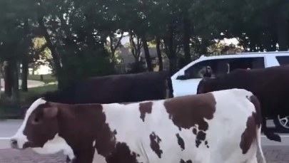 Nietypowi piraci drogowi. Krowy z Teksasu sparaliżowały ruch