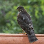 Nietypowy gość pojawił się w Warszawie. Rozbił się o wiatę przystanku