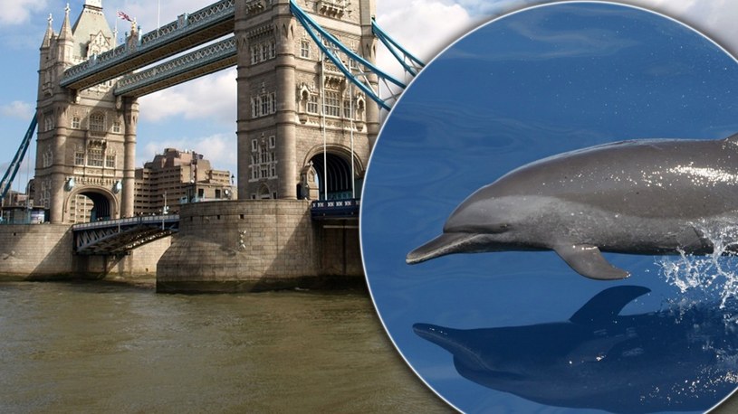 Nietypowy "gość" w centrum Londynu. W rzece pojawił się delfin