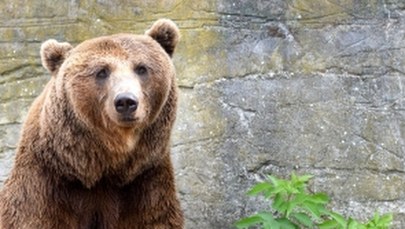 Nietypowy gość w galerii handlowej. Niedźwiedź biegał po sklepach