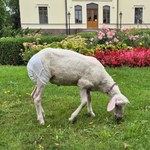 Nietypowy gość w muzeum: Owca w pieluszce i na smyczy