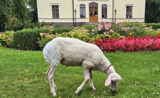 Nietypowy gość w muzeum: Owca w pieluszce i na smyczy