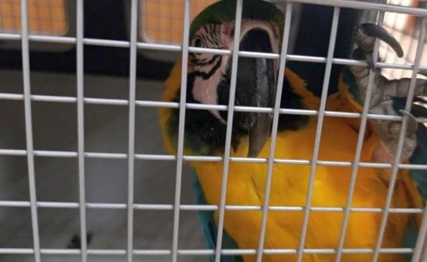 Nietypowy gość w warszawskiej restauracji. Papuga usiadła na ramieniu klienta