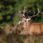 Nietypowy jeleń zaobserwowany w Bieszczadach. "Wyjątkowy okaz"