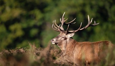 Nietypowy jeleń zaobserwowany w Bieszczadach. "Wyjątkowy okaz"