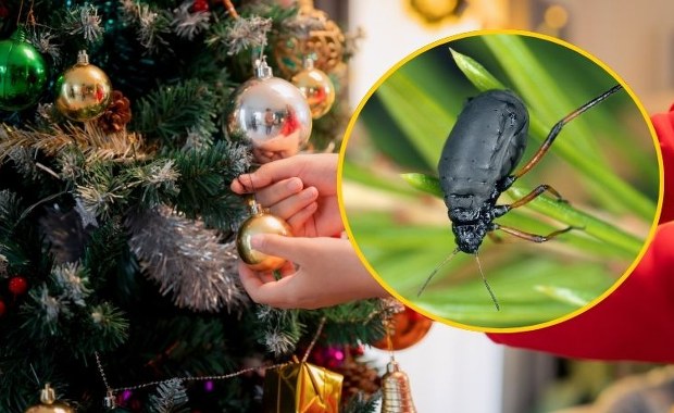 Nietypowy list gończy. Poszukiwana jest niezwykle groźna!