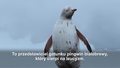 Nietypowy mieszkaniec Antarktyki. Naukowcy zaobserwowali białego pingwina