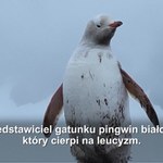 Nietypowy mieszkaniec Antarktyki. Naukowcy zaobserwowali białego pingwina