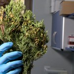 Nietypowy pomysł Polaków. Są naturalne i zastępują pestycydy