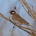 Nietypowy ptak przyleciał do karmnika. Dopiero trzeci raz w Polsce