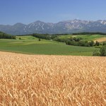 Nietypowy wzrost cen ziemi rolnej