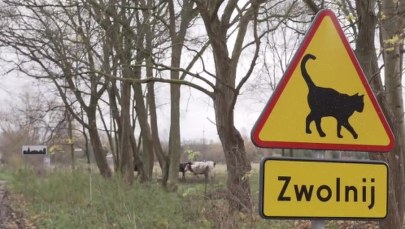Nietypowy znak drogowy poprawi bezpieczeństwo kotów?