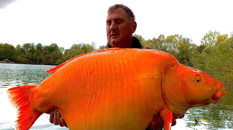 Nieuchwytną przez 20 lat rybę złowiono we Francji /Bluewater Lakes /facebook.com