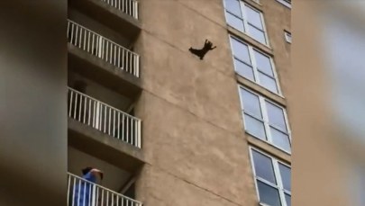 Nieudana wspinaczka szopa pracza. Spadł z 9. piętra