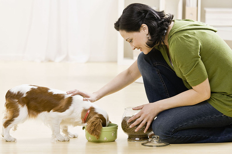 Nieumiejętne karmienie może być przyczyną niedoboru wielu składników w organizmie psa /123RF/PICSEL