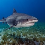 "Niewiarygodna odwaga". Przyjaciele uratowali 14-latka zaatakowanego przez rekina