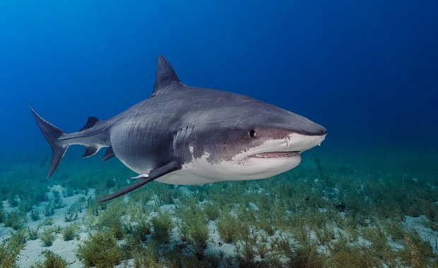 "Niewiarygodna odwaga". Przyjaciele uratowali 14-latka zaatakowanego przez rekina