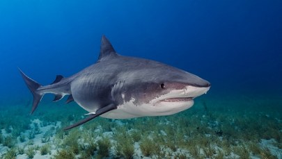 "Niewiarygodna odwaga". Przyjaciele uratowali 14-latka zaatakowanego przez rekina