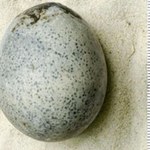Niewiarygodne! To jajko liczy 1700 lat i wciąż jest płynne w środku