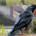 Szwecja Niewiarygodne umiejętności ptaków w Szwecji. W Polsce tego nie potrafią?