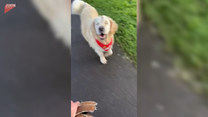 Niewidomy pies na spacerze