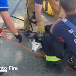 Niewidomy pies uratowany przez strażaków. Wydobyli go ze studzienki kanalizacyjnej
