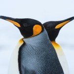 plankton Niewiele zwierząt korzysta z katastrofy klimatycznej. Oto chwilowi wybrańcy