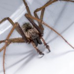 Niewiele zwierząt tak przeraża. Chwytamy za kapeć, tak tracimy ochroniarza