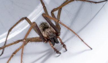 Niewiele zwierząt tak przeraża. Chwytamy za kapeć, tak tracimy ochroniarza