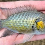 tilapia Niewielka inwazyjna ryba niszczy cały kraj. Nie mogą się jej pozbyć