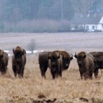 Niewłaściwe dokarmianie może im zaszkodzić. Leśnicy apelują