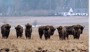 Niewłaściwe dokarmianie może im zaszkodzić. Leśnicy apelują